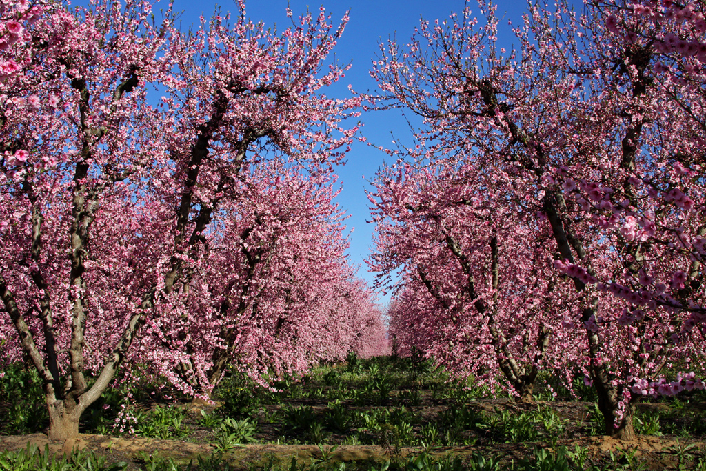 Rows of blossoming pink trees under a clear blue sky.