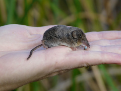 A small rodent-like animal resting on a person's hands.