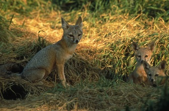 A fox and two pups sitting in a grassy, sunlit area.