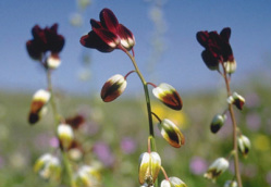 Close-up of brown and white flowers with a blurred background of a field and blue sky.