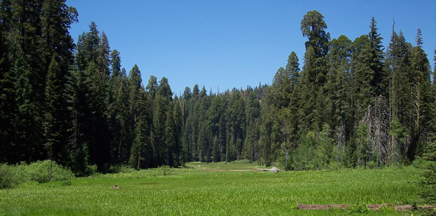 Lush green meadow surrounded by tall coniferous trees under a clear blue sky.
