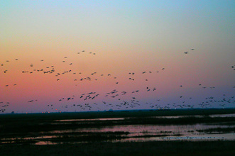 Birds flying over wetlands during a colorful sunset.