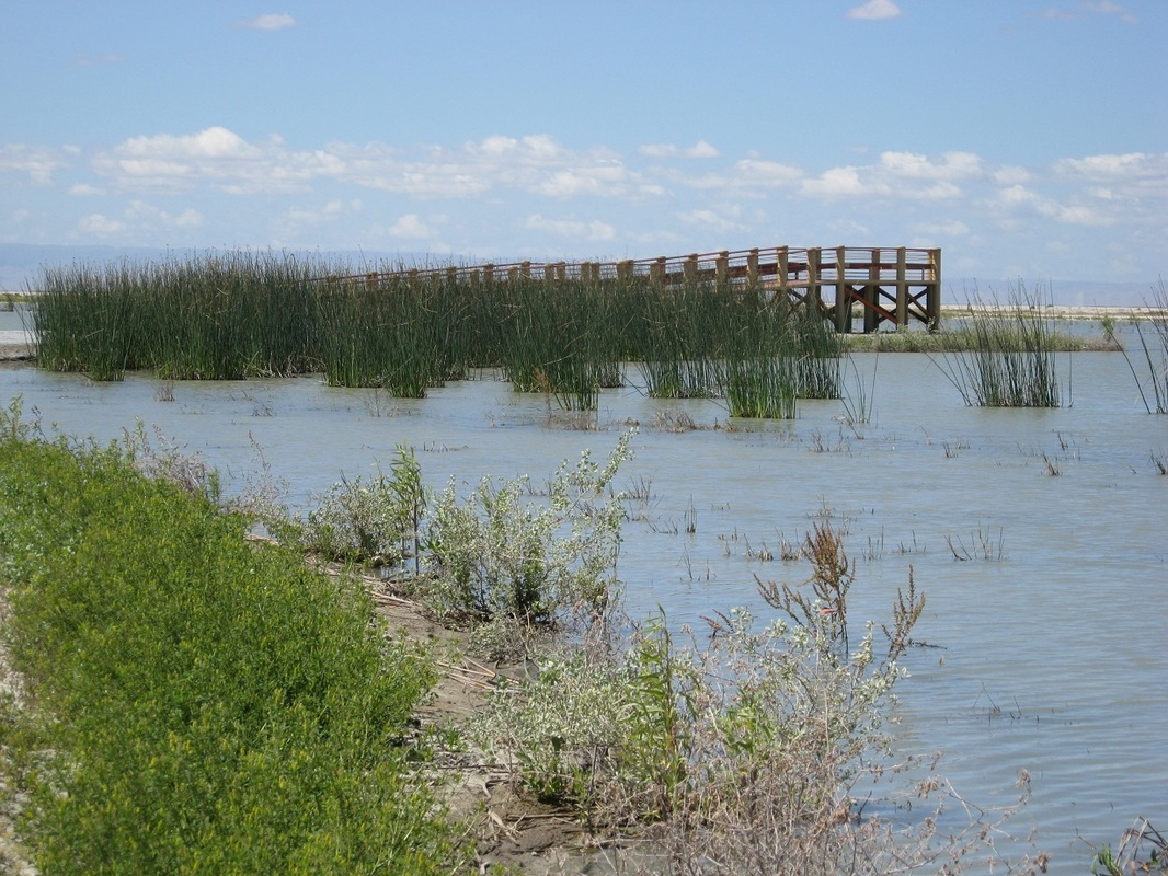 A wooden boardwalk over water with reeds and greenery, under a partly cloudy sky.