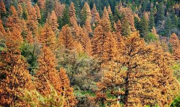 A forest with numerous trees, many displaying autumn colors, ranging from orange to green foliage.