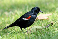 A black bird with red and white patches on its wings stands on grass.