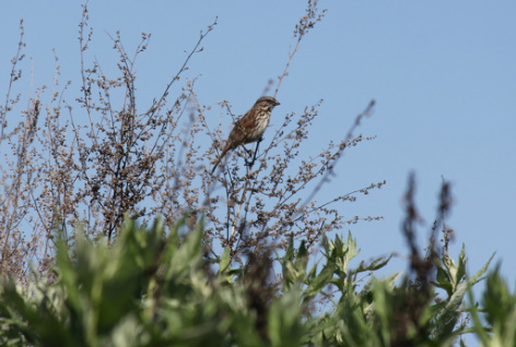 A small bird perched on a branch among dry and green foliage against a blue sky.