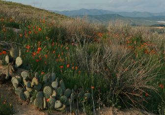 Cacti and orange flowers on a grassy hillside with mountains in the background.
