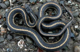 A coiled snake with yellow stripes on a rocky surface.