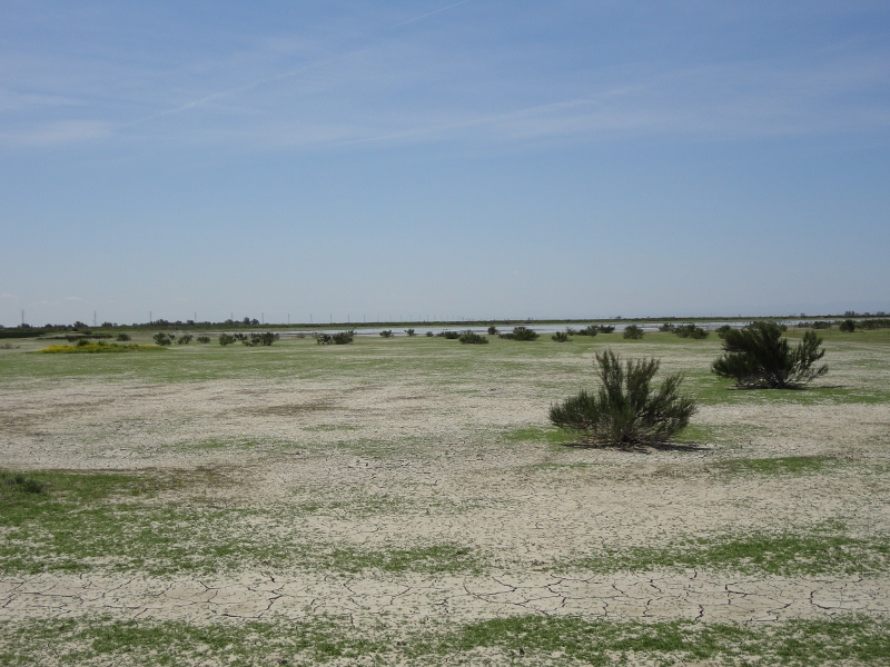 A dry landscape with cracked soil, sparse bushes, and a clear blue sky.