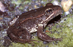 A brown frog sitting on a mossy surface.