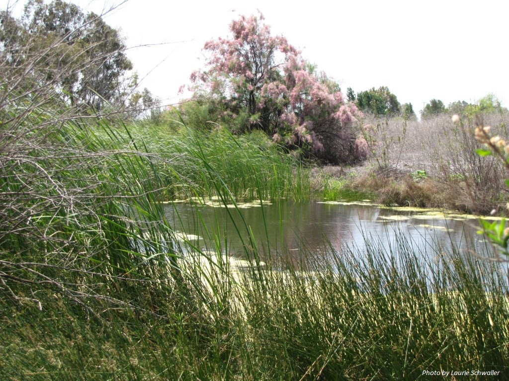 A serene pond with tall grass and a tree with pink blossoms in a natural setting.