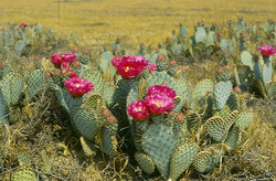 Cacti with vibrant pink flowers in a dry, grassy landscape.