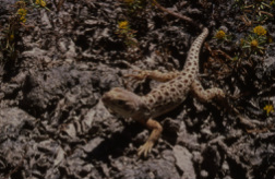 A lizard on rocky ground with small patches of grass and yellow flowers.