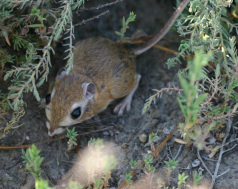 A small rodent hiding among dry vegetation, looking up.
