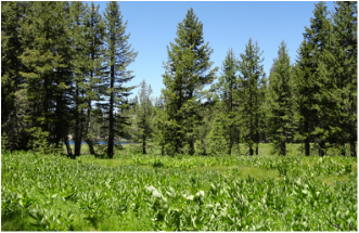 A lush, green forest with tall pine trees and dense undergrowth, under a clear blue sky.