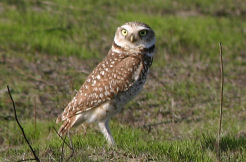 A burrowing owl standing on grass with a green, blurred background.