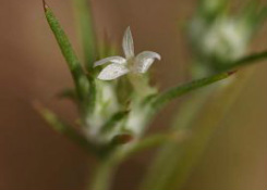 A small, delicate white flower with thin green leaves, captured in a close-up shot.