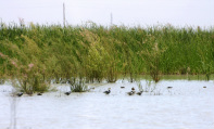 A marsh landscape with birds in the water and tall grass in the background.