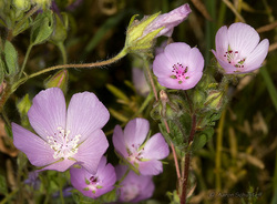 Pink wildflowers with delicate petals and green stems.