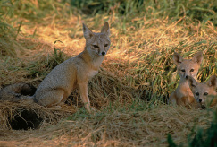 A fox with two cubs in a grassy area near a burrow, surrounded by golden light.