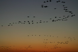 A flock of birds flying in formation against a sunset sky.