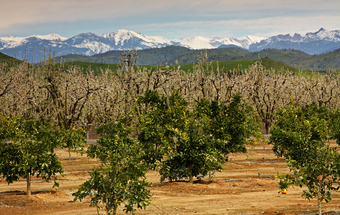 Orchard with green trees in the foreground, bare trees behind, and snow-capped mountains in the background.