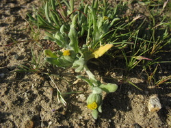 A small plant with thick, green leaves and a few yellow flowers growing in sandy soil.
