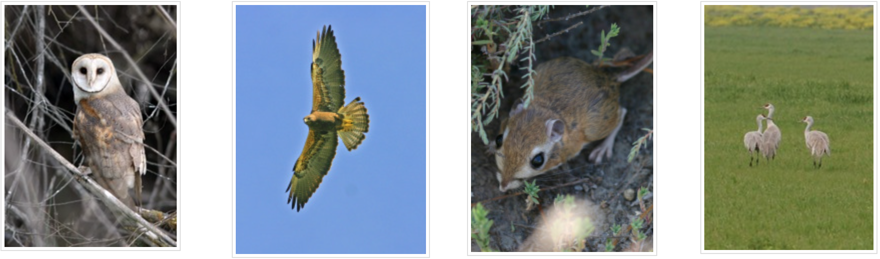 Barn owl, flying hawk, small rodent under shrub, three birds in a field.