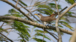 A bird with a long tail perched on a tree branch, surrounded by green leaves.