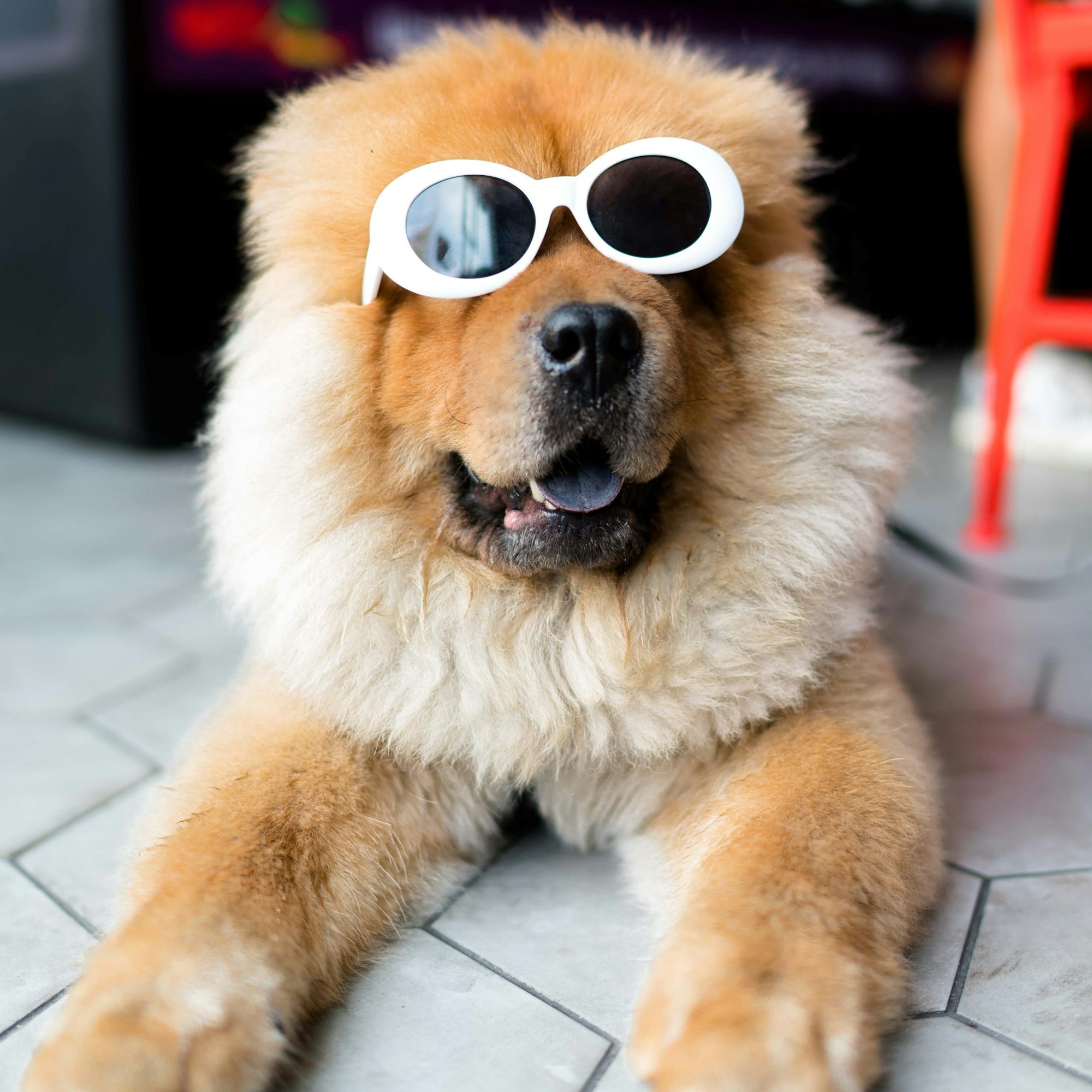 Fluffy dog wearing sunglasses.