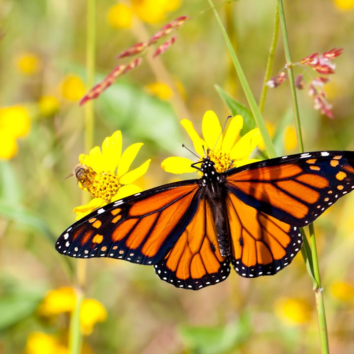 Pollinators on flowers.