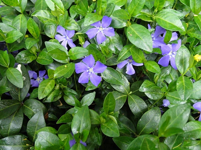 May contain: plant, flower, blossom, geranium, and acanthaceae