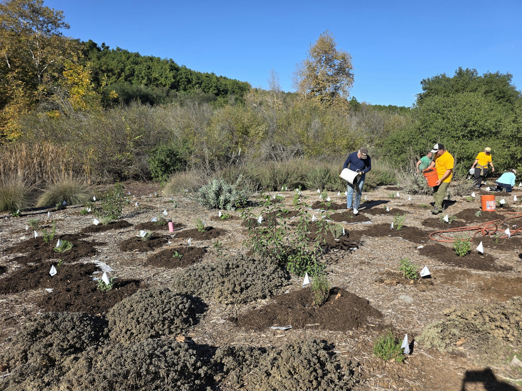 People are planting in a garden area with young plants marked by small flags, surrounded by greenery and trees under a clear sky.