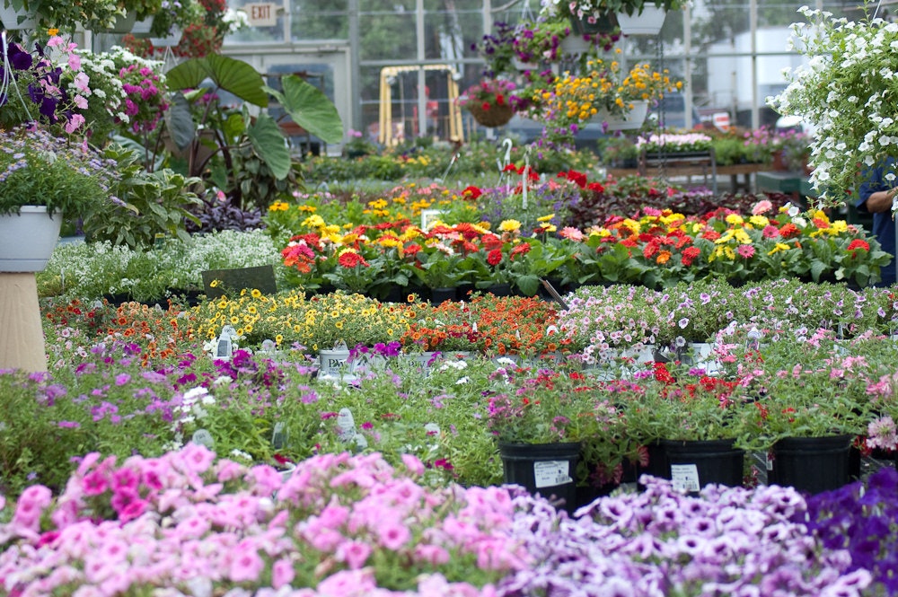 May contain: outdoors, plant, geranium, blossom, flower, person, human, and garden