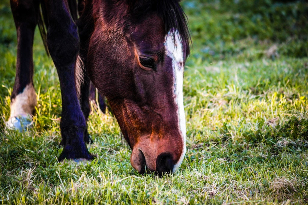 May contain: nature, field, grassland, outdoors, horse, animal, mammal, countryside, rural, farm, and meadow