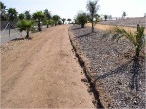 May contain: path, road, walkway, vegetation, plant, and tree