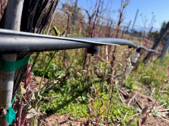 The image shows a close-up of a drip irrigation system with a water droplet forming, surrounded by green vegetation.