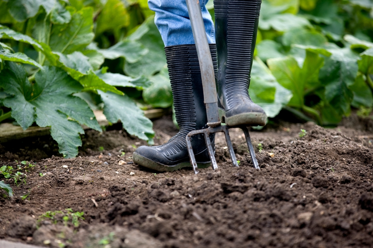 A person in rubber boots is using a garden fork to till soil in a garden surrounded by large green leaves.