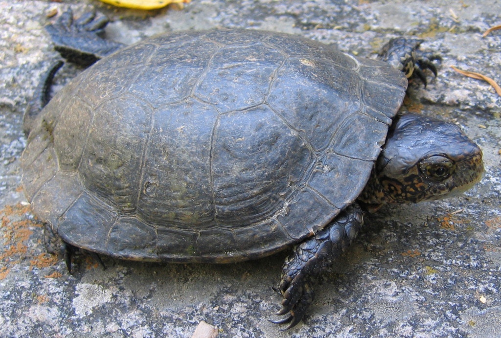 May contain: sea life, reptile, turtle, animal, and box turtle