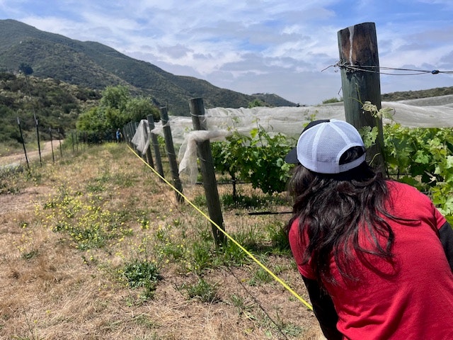 A person in a red shirt and cap measures a vineyard with a tape, surrounded by hills and netted grapevines.