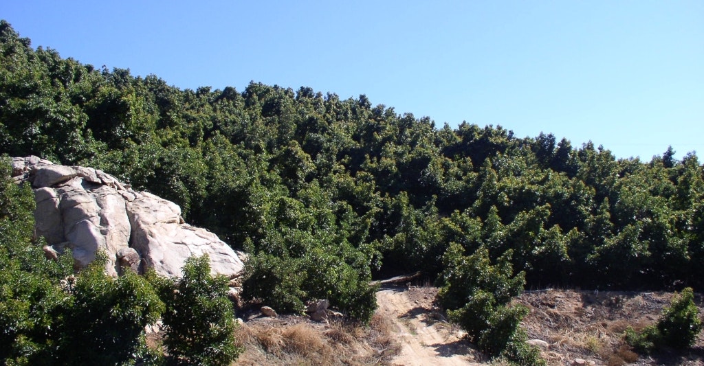 May contain: plant, tree, conifer, slope, vegetation, and bush