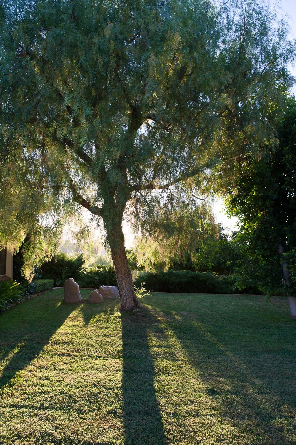 May contain: plant, tree, and grass