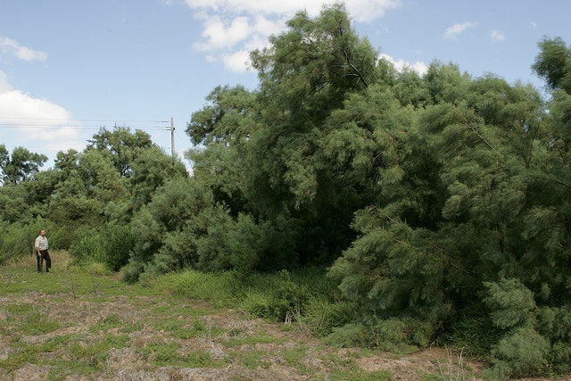 May contain: person, human, tree, plant, vegetation, bush, conifer, outdoors, and nature