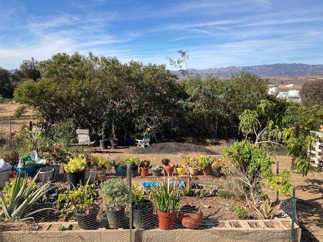 A garden with various potted plants and trees, a chair, and a scenic mountain view in the background.