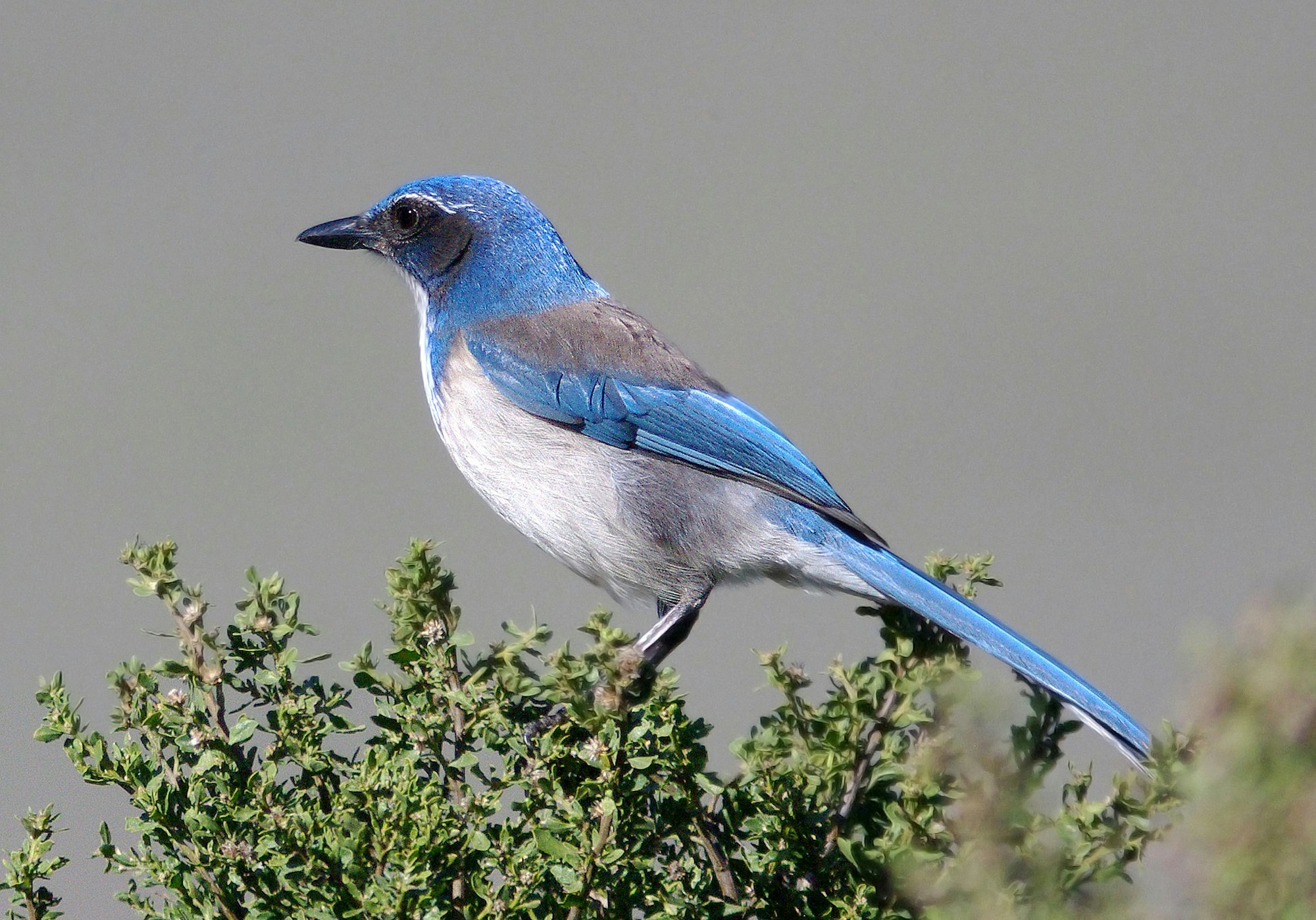 May contain: animal, bird, jay, blue jay, and bluebird