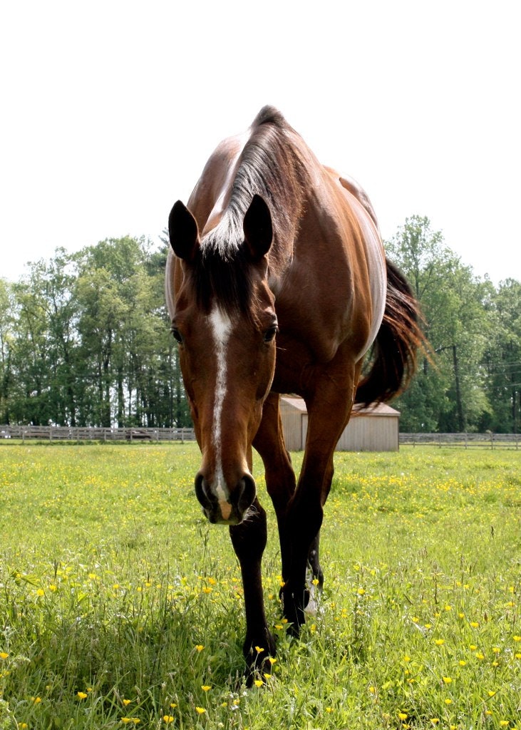 May contain: horse, mammal, animal, colt horse, field, outdoors, grassland, and nature