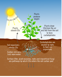 Diagram of plant carbon and water cycle: shows CO2 absorption, oxygen production, root exudates and soil carbon pathways.