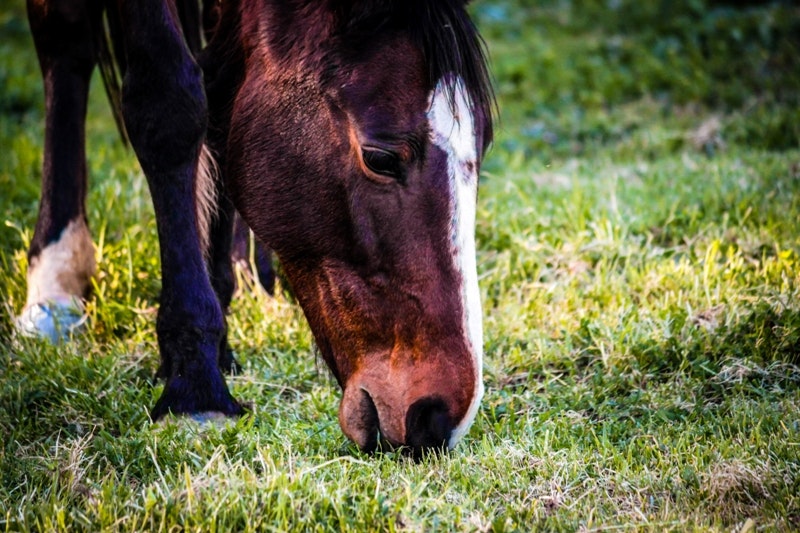 May contain: nature, outdoors, grassland, field, animal, horse, mammal, countryside, farm, rural, and meadow