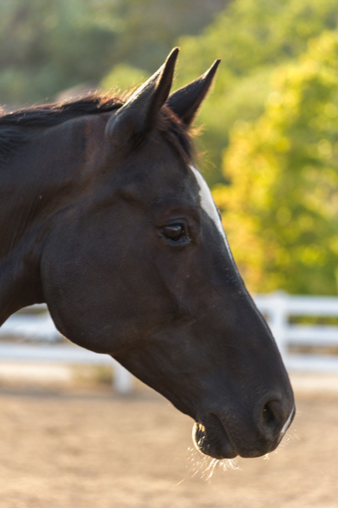 May contain: animal, horse, mammal, andalusian horse, colt horse, and stallion