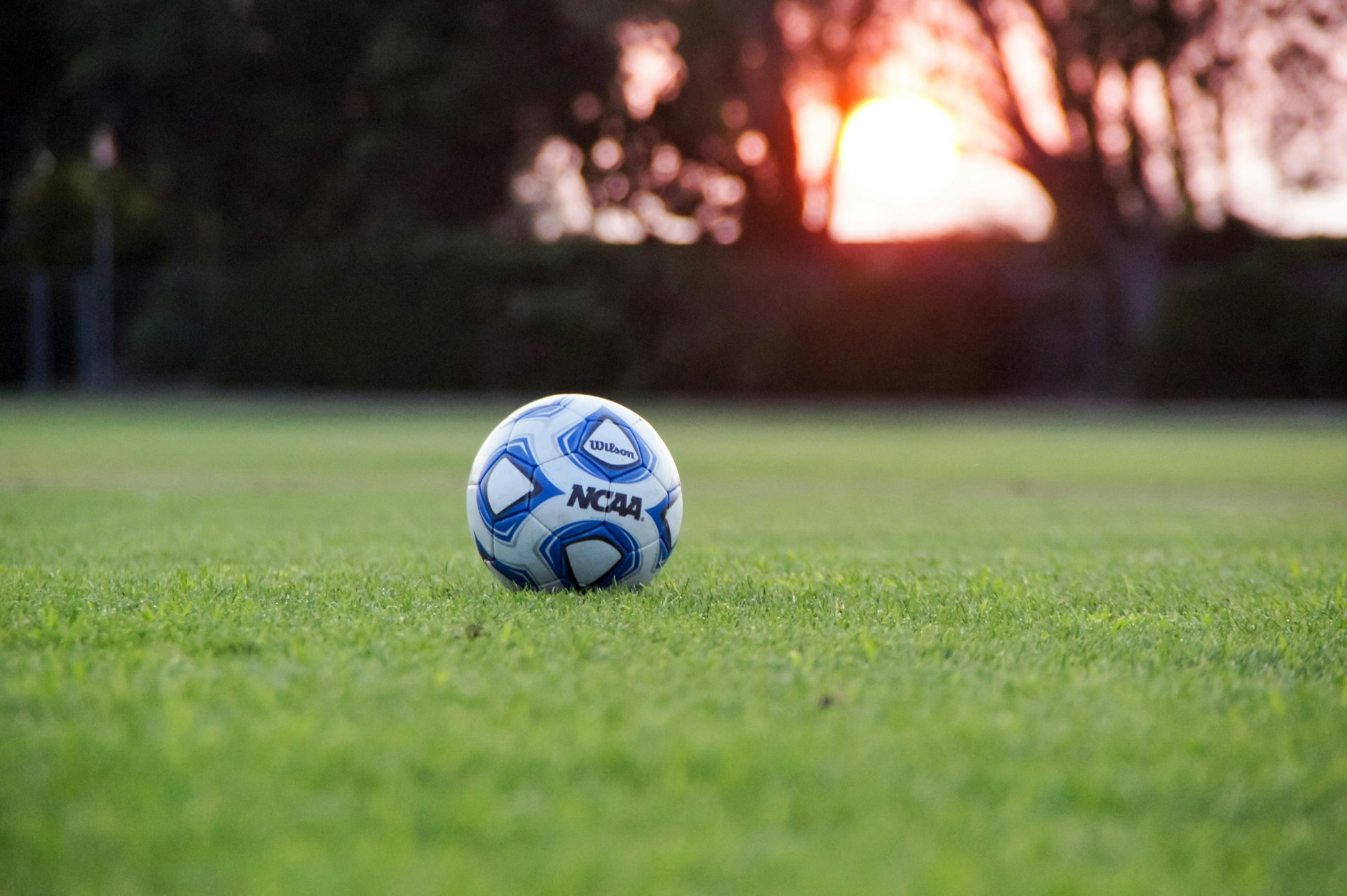 May contain: ball, football, soccer, soccer ball, sphere, sport, grass, and plant